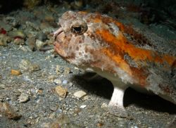 I found this odd bottom dweller, called a Batfish on a So... by Steve Jarocki, Jr. 